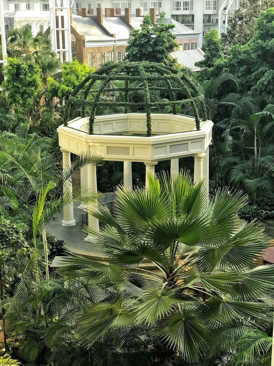 PALM TREES IN GARDEN AGAINST BUILDINGS