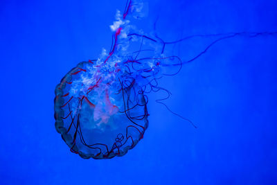 Close-up of jellyfish swimming in sea