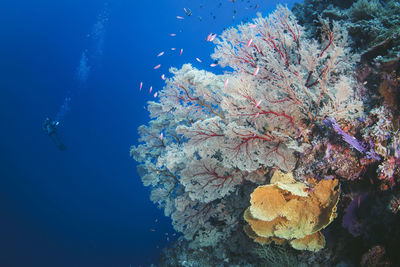 Fish swimming in sea