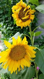 Close-up of yellow sunflower