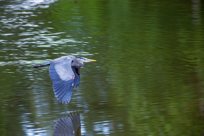 Bird in a lake