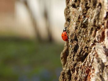 Close-up of ladybug on tree trunk