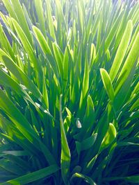 Close-up of fresh green plants