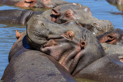 Hippopotamuses in a river