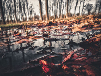 Autumn leaves in lake