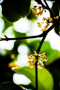 Close-up of flower buds