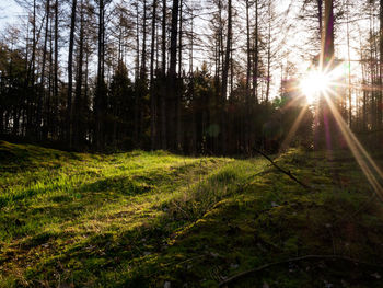 Sunlight streaming through trees in forest