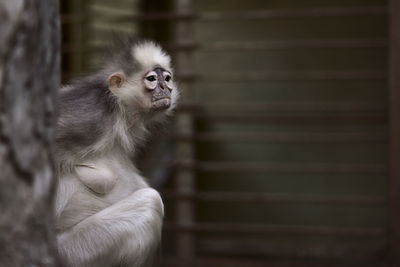 Close-up of monkey