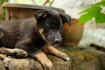 Close-up portrait of a dog