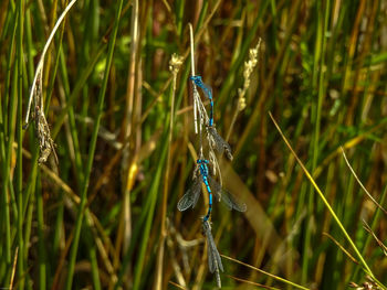 Close-up of an insect on grass
