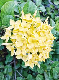 Close-up of yellow flowers blooming outdoors