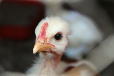 Close-up of a bird