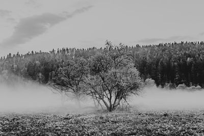 Trees on field against sky