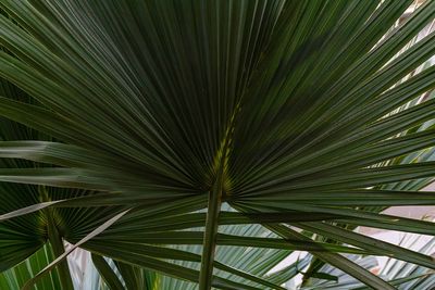 Close-up of palm tree leaves