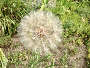 Close-up of dandelion on field