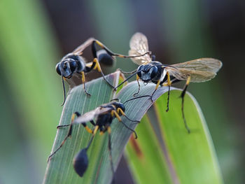 Close-up of insect on leaf