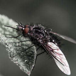 Close-up of fly on flower