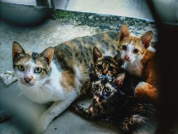 Portrait of cats relaxing