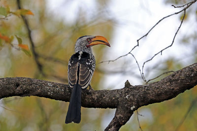 Close-up of bird perching on branch