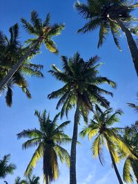 Low angle view of palm trees against sky