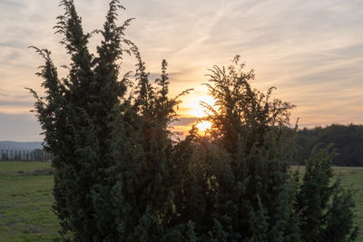 Trees on field against sky at sunset