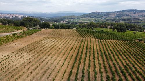 Scenic view of agricultural field against sky