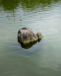 High angle view of turtle swimming in lake