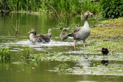 Ducks swimming in lake