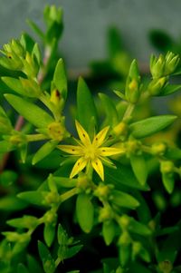 Close-up of yellow flowering plant