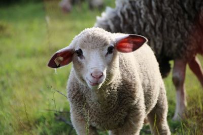 Portrait of sheep on field