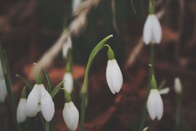 Close-up of white flowers blooming outdoors