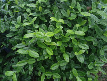 Full frame shot of green leaves