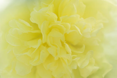 Close-up of yellow flower