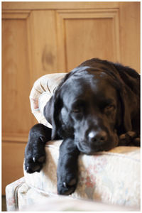 Close-up portrait of dog resting