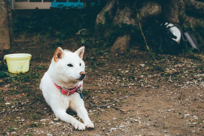 Dog lying on field in yard