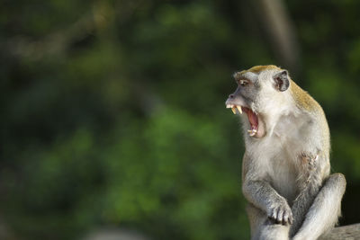 Close-up of an animal