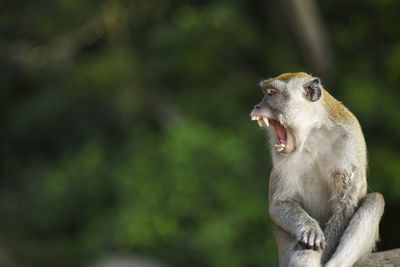 Monkey with mouth open in forest