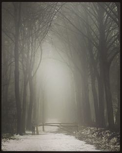 Bare trees in forest during winter