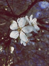Close-up of white flowers