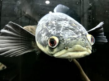 Close-up of fish swimming in aquarium