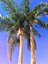 Low angle view of palm tree against blue sky