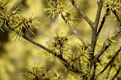 Close-up of flowering plant