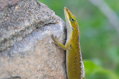 Close-up of lizard on rock