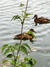 High angle view of plants in lake