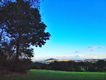 Trees on grassy field