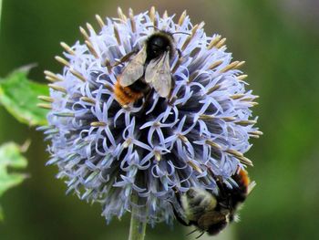 Close-up of bee on flower