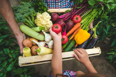 Midsection of girl holding tomatoes in container