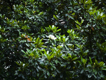 Full frame shot of flowering plant in back yard