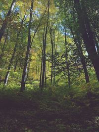 Trees in forest