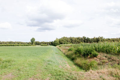 Scenic view of field against sky